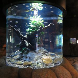 Lake Eachman Rainbow Fish Tank