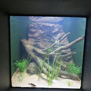 Lobster tank example