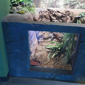 Rainforest Touch Tank