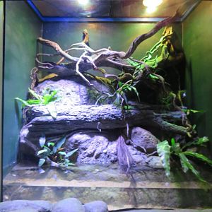 Eastern Water Dragon Exhibit