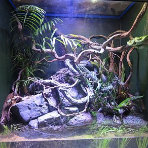 Green Tree Python Exhibit