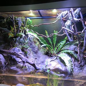 Jungle Carpet Python Exhibit