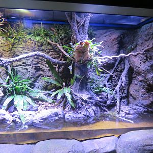 Water Python Exhibit