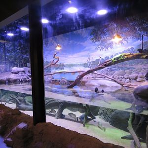 Mertens water monitor exhibit