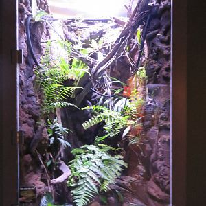 Green Tree Frog Exhibit