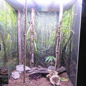 Majors skink and golden orb weaver mixed exhibit