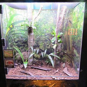 Leaf tailed gecko Exhibit