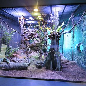 Emerald tree monitor exhibit