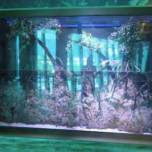 Example of tank in Mangrove Zone