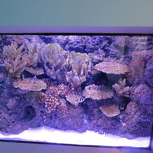 Example of barrier reef tanks
