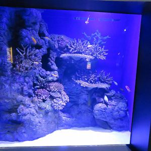 Example of tank in reef dangers zone