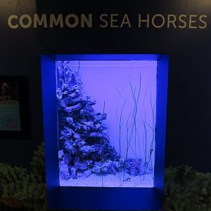 Sea horse tank