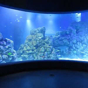 View in coral seas oceanarium