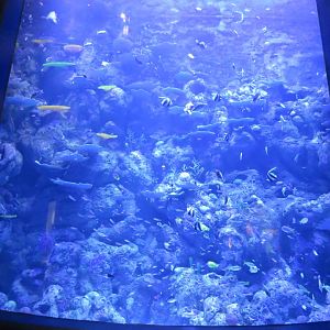 Ribbon reefs tank