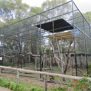 Siamang Gibbon Exhibit