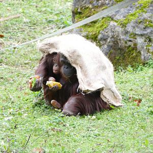Bornean orangutans out in the cold, December 2017