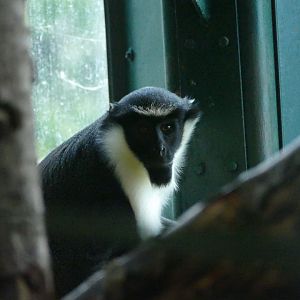 Male Diana monkey, December 2017