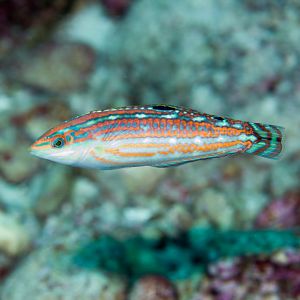 Claudia's Wrasse