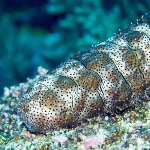 Black-spotted Sea Cucumber