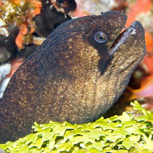 Masked Moray