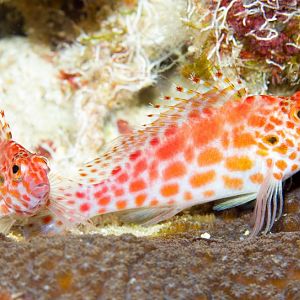 Spotted Hawkfish