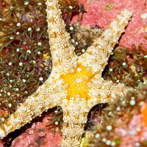 Starfish - Fromia spp.