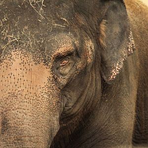 Dec. 2017 - Elephant Reserve - Jati