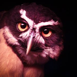 Dec. 2017 - Night Hunters - Spectacled Owl