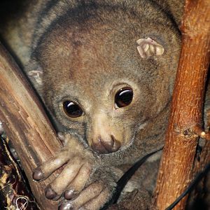 Dec. 2017 - Night Hunters - Potto