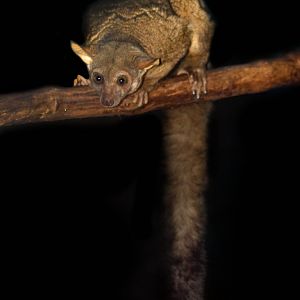 Dec. 2017 - Night Hunters - Garnett's Galago