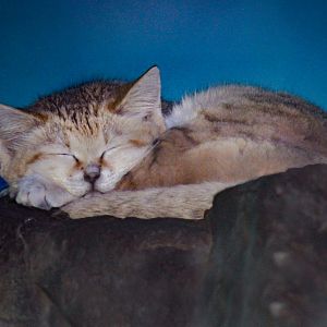 Dec. 2017 - Night Hunters - Arabian Sand Cat