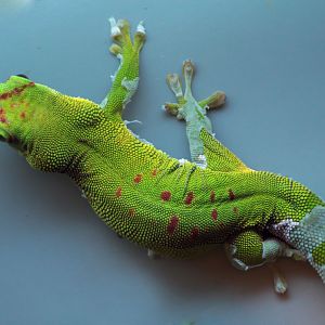 Dec. 2017 - World Of The Insect - Madagascar Giant Day Gecko