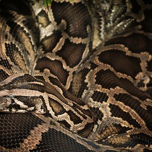 Dec. 2017 - Manatee Springs - Burmese Python