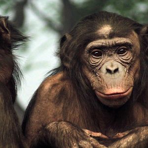 Dec. 2017 - Jungle Trails - Bonobo