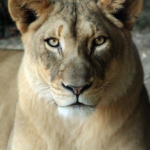 Dec. 2017 - Africa - Young Lioness