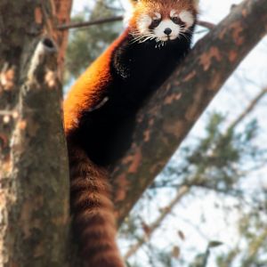 Dec. 2017 - Red Panda