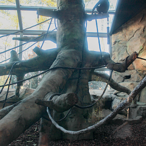 Dec. 2017 - Gorilla World - New Indoor Exhibit (Ape in Tree)