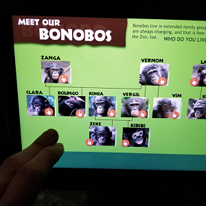 Dec. 2017 - Jungle Trails - Meet the Bonobos iPad