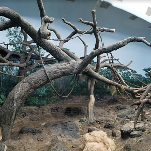 Dec. 2017 - Jungle Trails - Indoor Bonobo Exhibit Pano