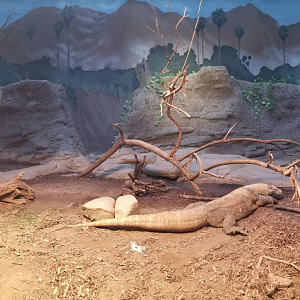 Dec. 2017 - Dragons! - Komodo Dragon Exhibit Panorama