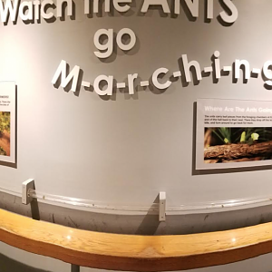 Dec. 2017 - World of the Insect - Leaf-cutter Ant Exhibit Tube