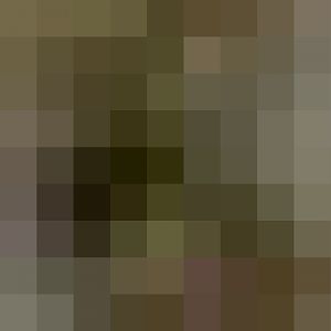 Asiatic Black Bear Cubs