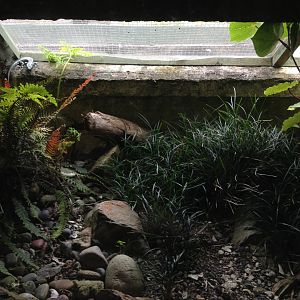 Otago Skink exhibit