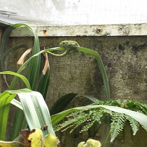Northland Green Gecko (Naultinus grayii)