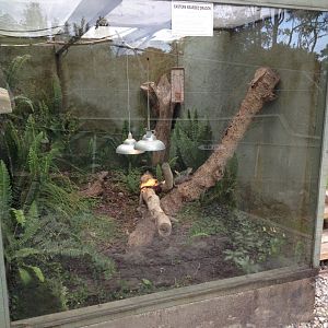 Eastern Bearded Dragon exhibit