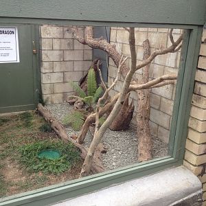 Central Bearded Dragon exhibit