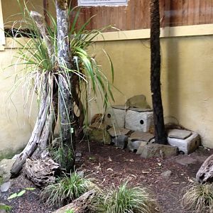 Tuatara exhibit