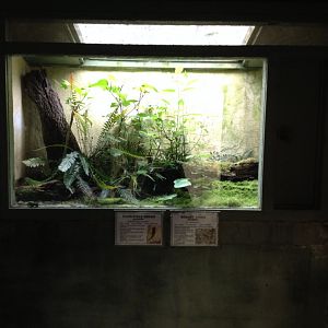 Duvaucels Gecko & Robust Skink exhibit