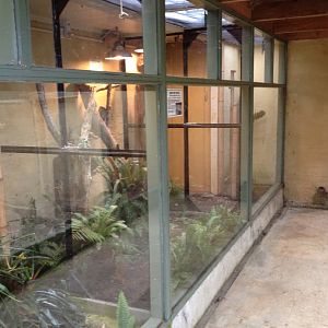 Giant Day Gecko exhibits