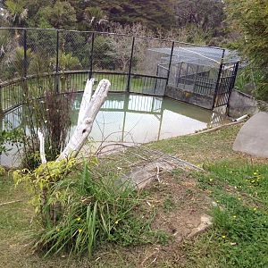 American Alligator exhibit